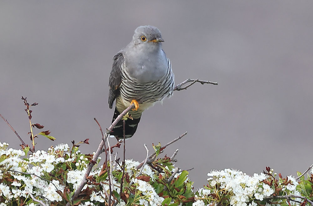 Cuckoo